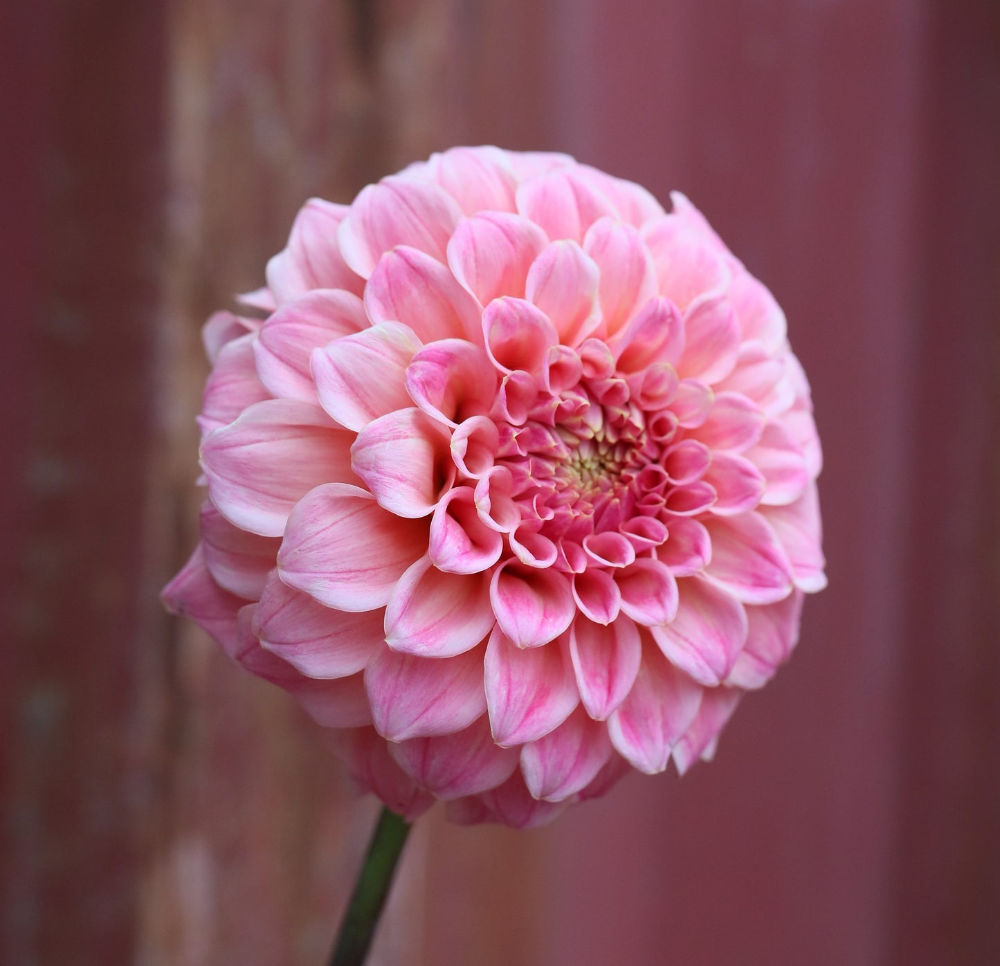 Dahlia Tuber - Bracken Sonya Luise - LIMIT 1 per customer
