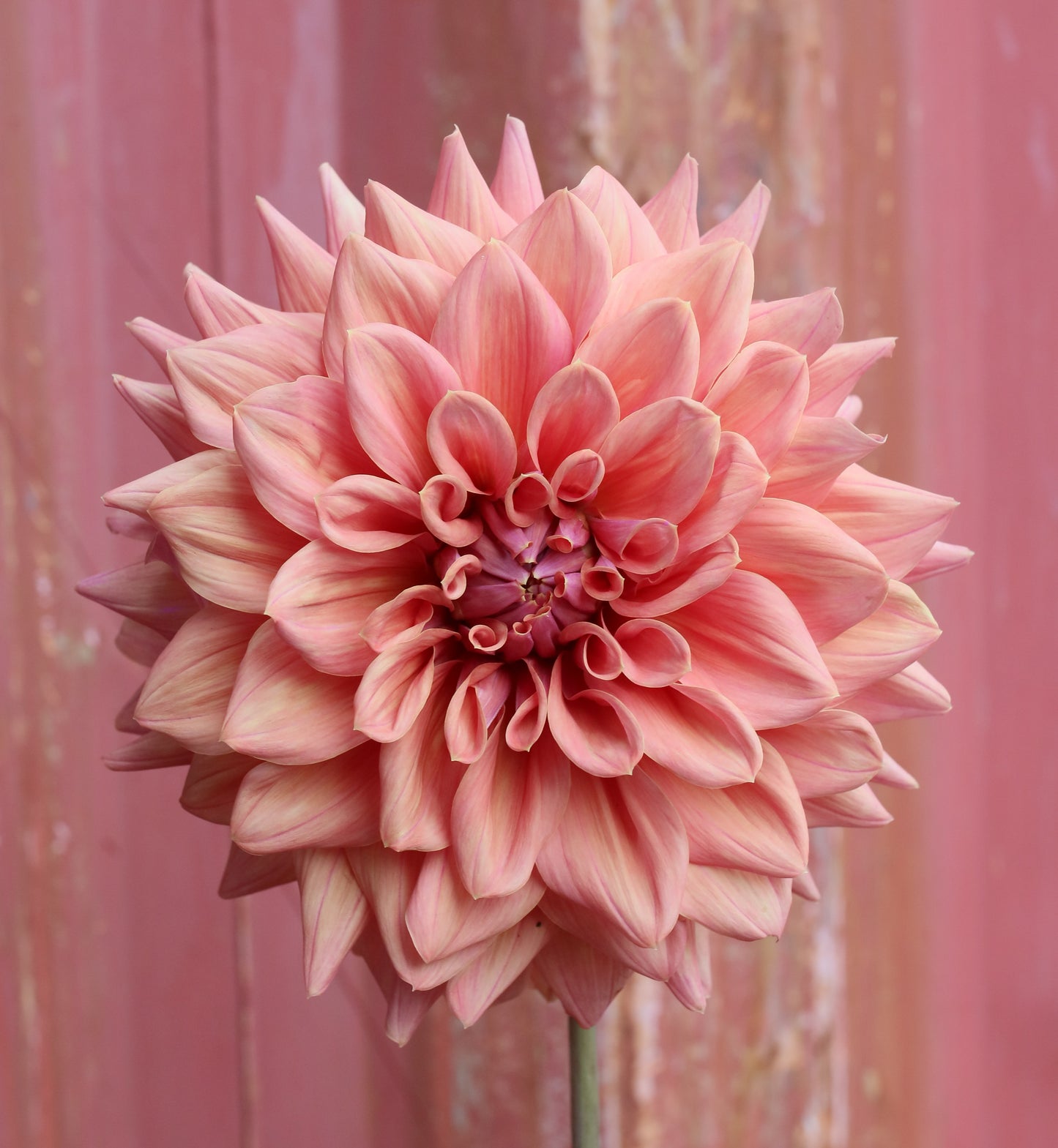 Dahlia Tuber - Lileah Caramel Rose