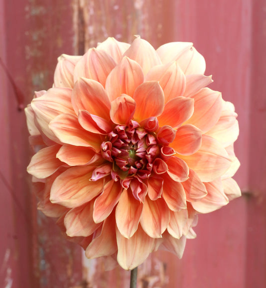 Dahlia Tuber - Cyma Warrior