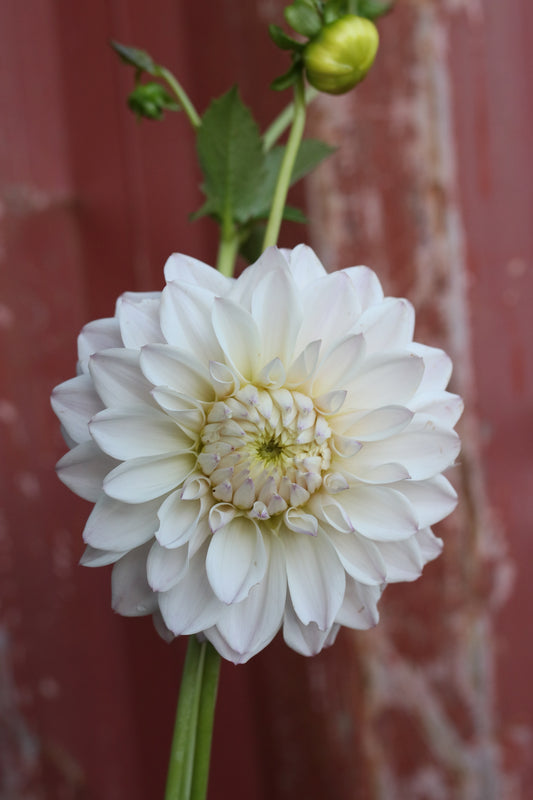 Dahlia Tuber - Devon Haze