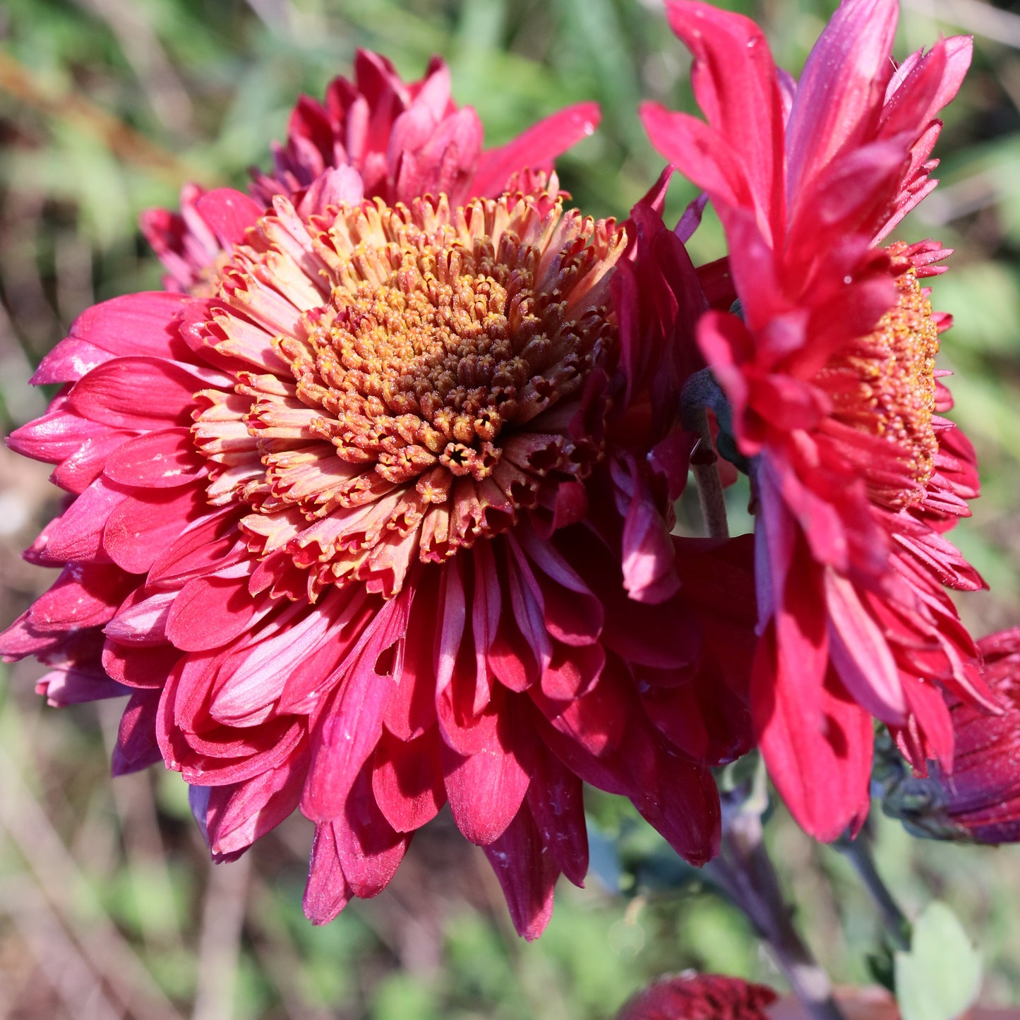 Chrysanthemum Plant - Edith Mechen