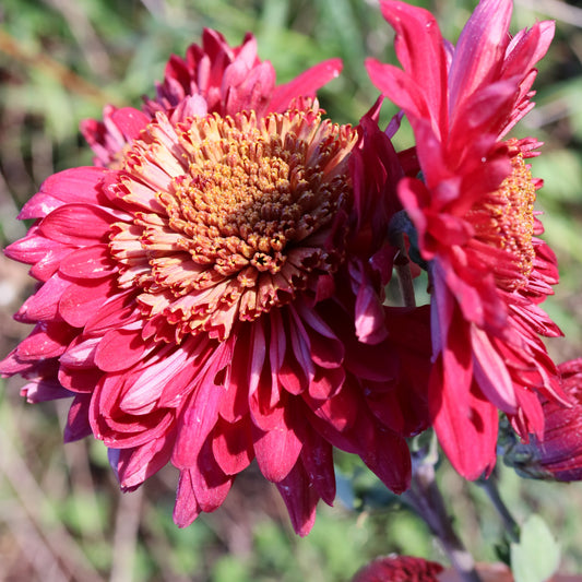 Chrysanthemum Plant - Edith Mechen