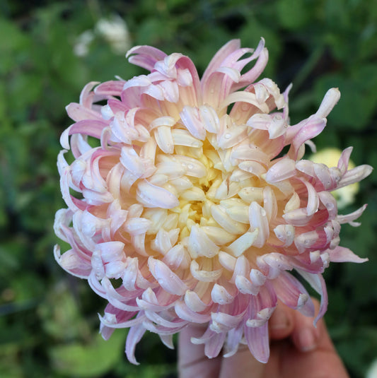Chrysanthemum Plant - Elizabeth Burton