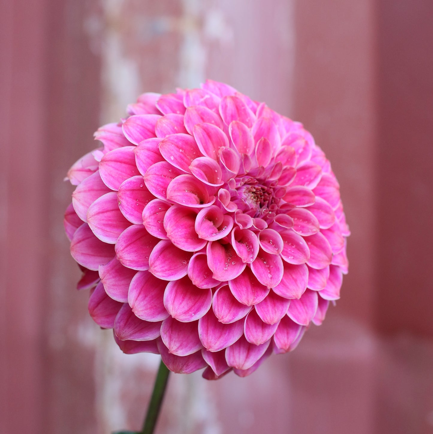 Dahlia Tuber - Florelie Omen