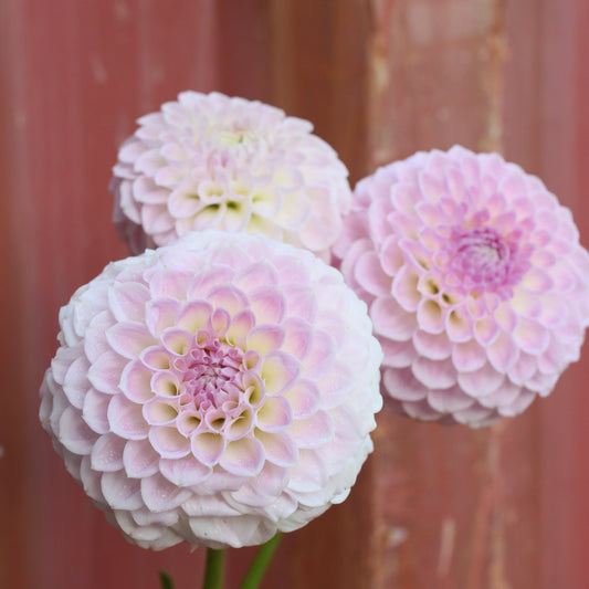 Dahlia Tuber - Formby Pearl