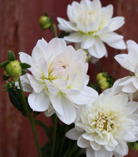 Dahlia Tuber - Guyra White