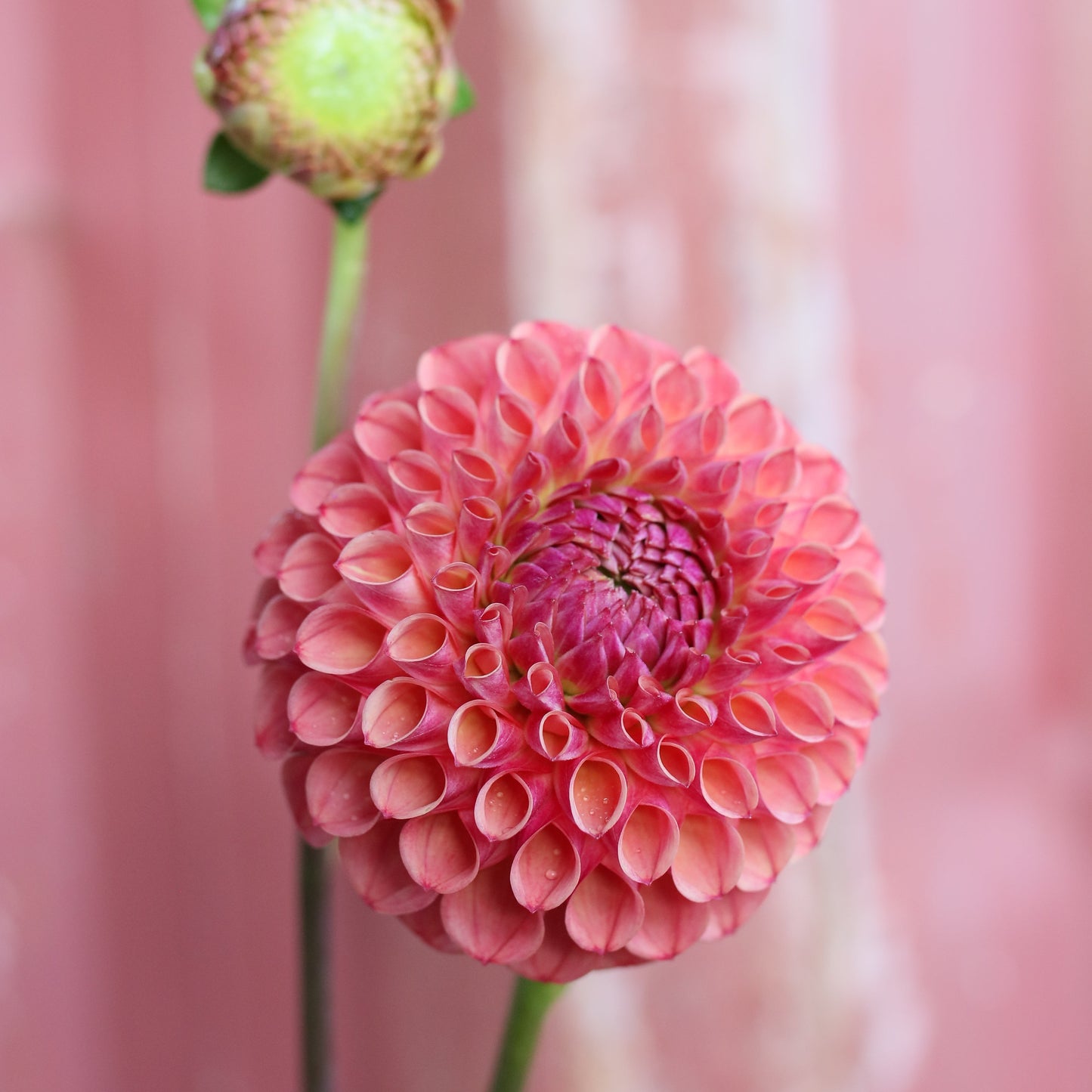 Dahlia Tuber - Hapet Coppery - LIMIT 1 per customer