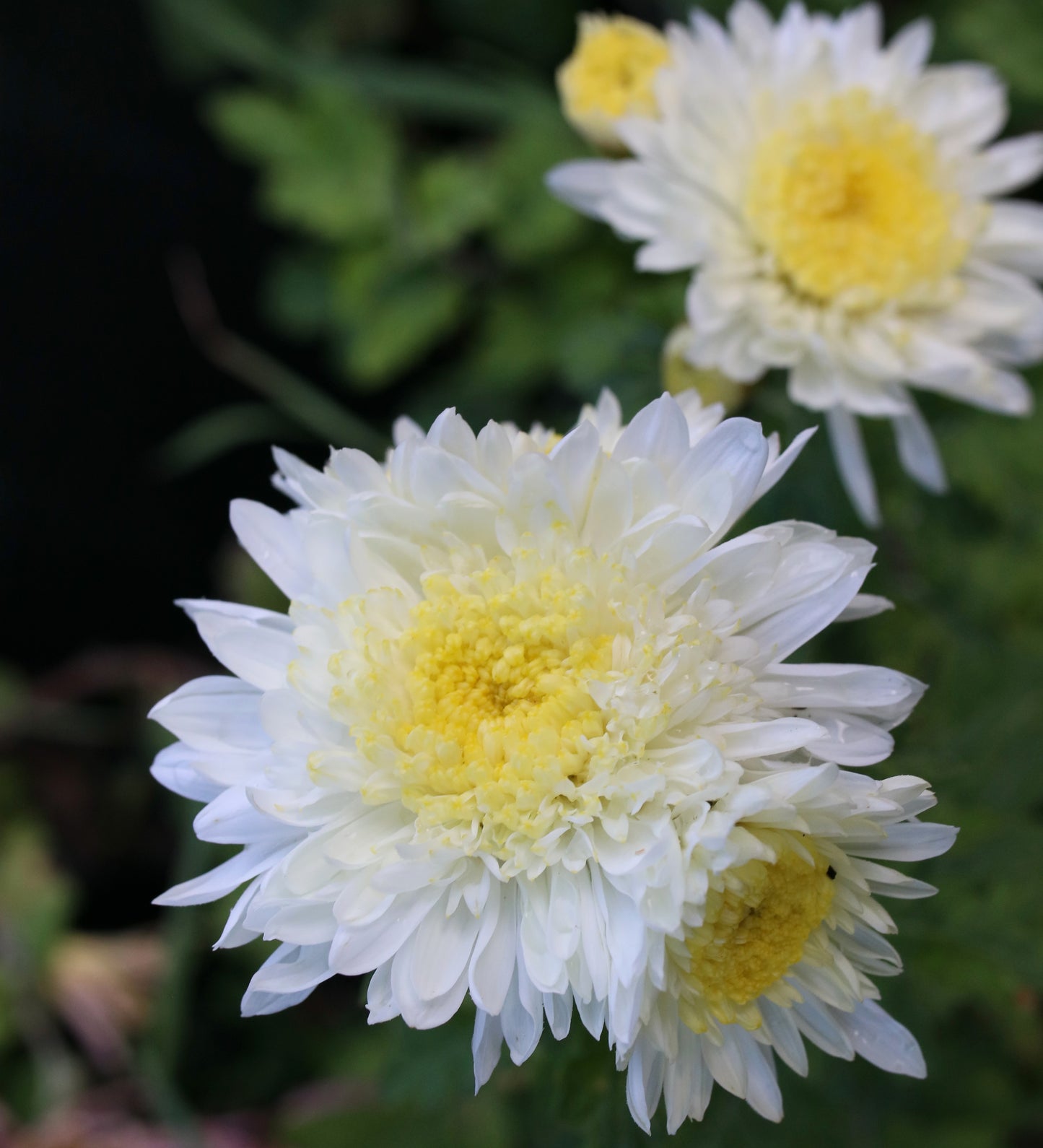 Chrysanthemum Plant - Helen Castle