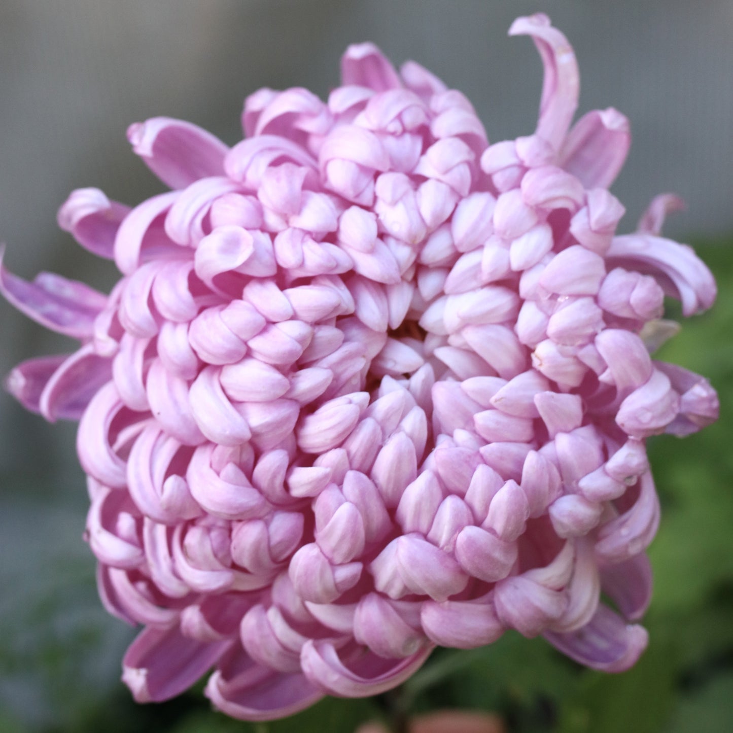 Chrysanthemum Plant - Seatons Marylin