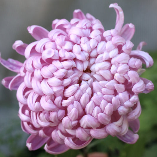 Chrysanthemum Plant - Seatons Marylin