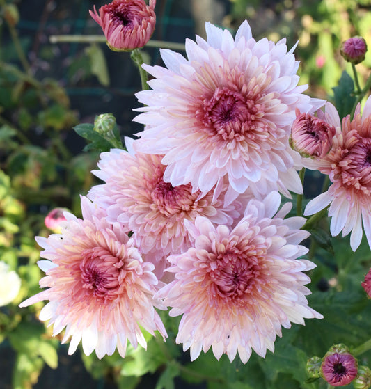 Chrysanthemum Plant - Otome Pink