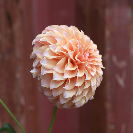 Dahlia Tuber - Peahes N Cream (US)