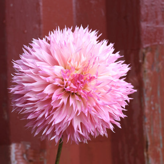Dahlia Tuber - Pinelands Princess - LIMIT 1 per customer