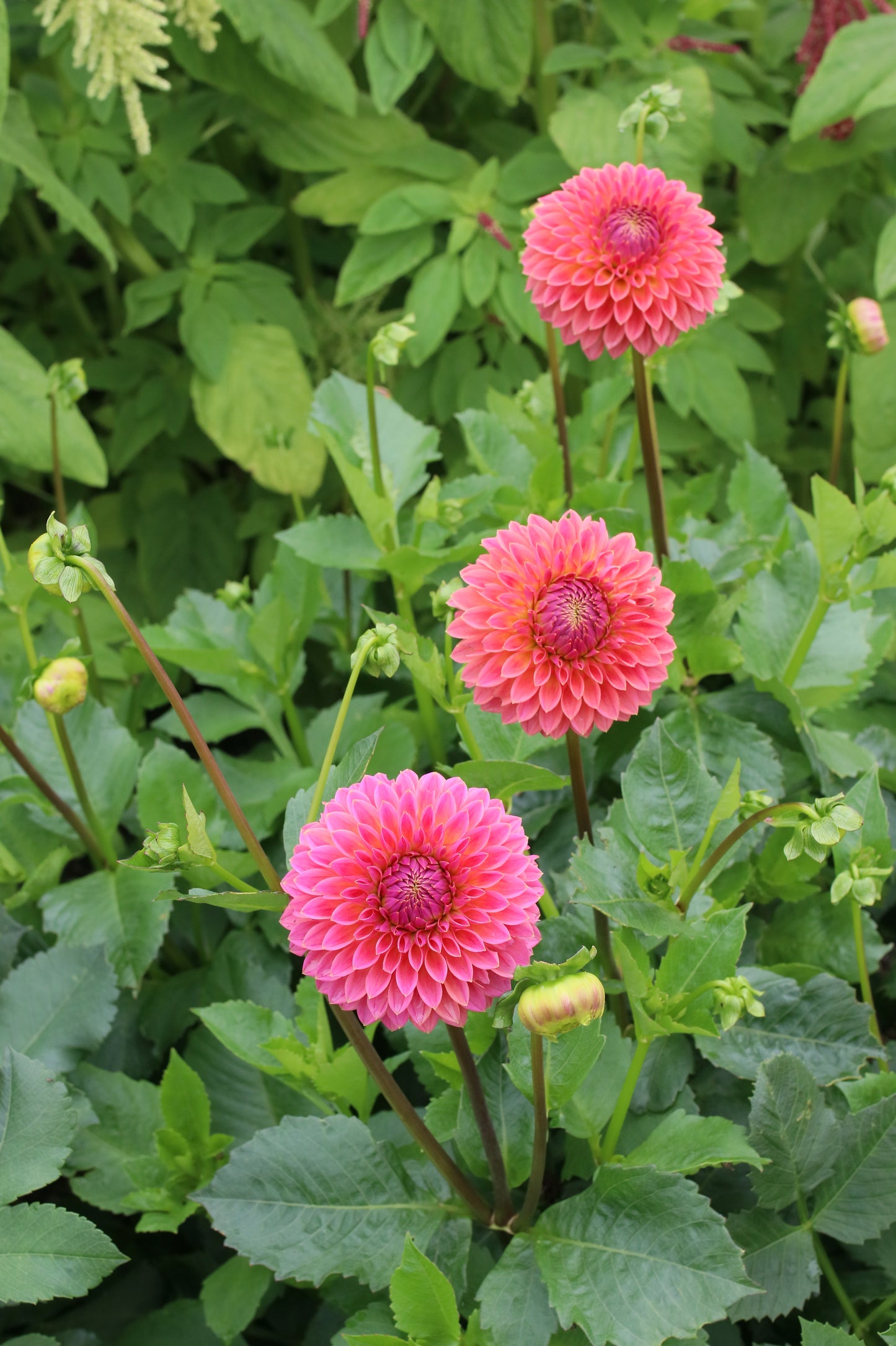 Dahlia Tuber - Polventon Kristobel  - LIMIT 1 per customer