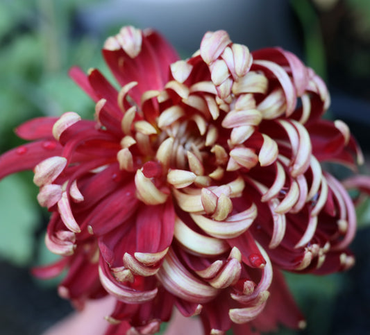 Chrysanthemum Plant - Stoakes Rustic