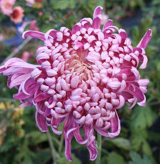 Chrysanthemum Plant - Seatons Pleasure