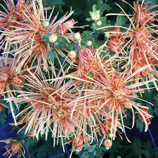 Chrysanthemum Plant - Wind Dancer