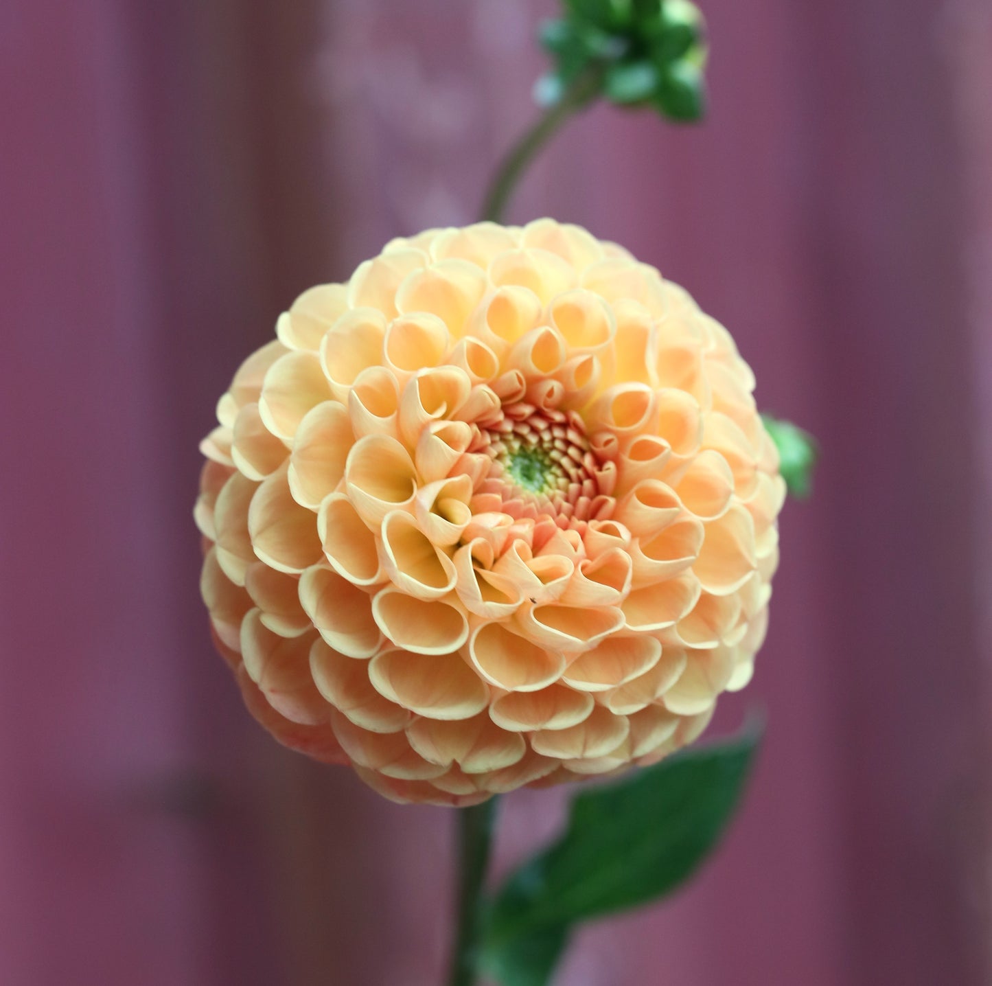Dahlia Tuber - Winkie Ingot