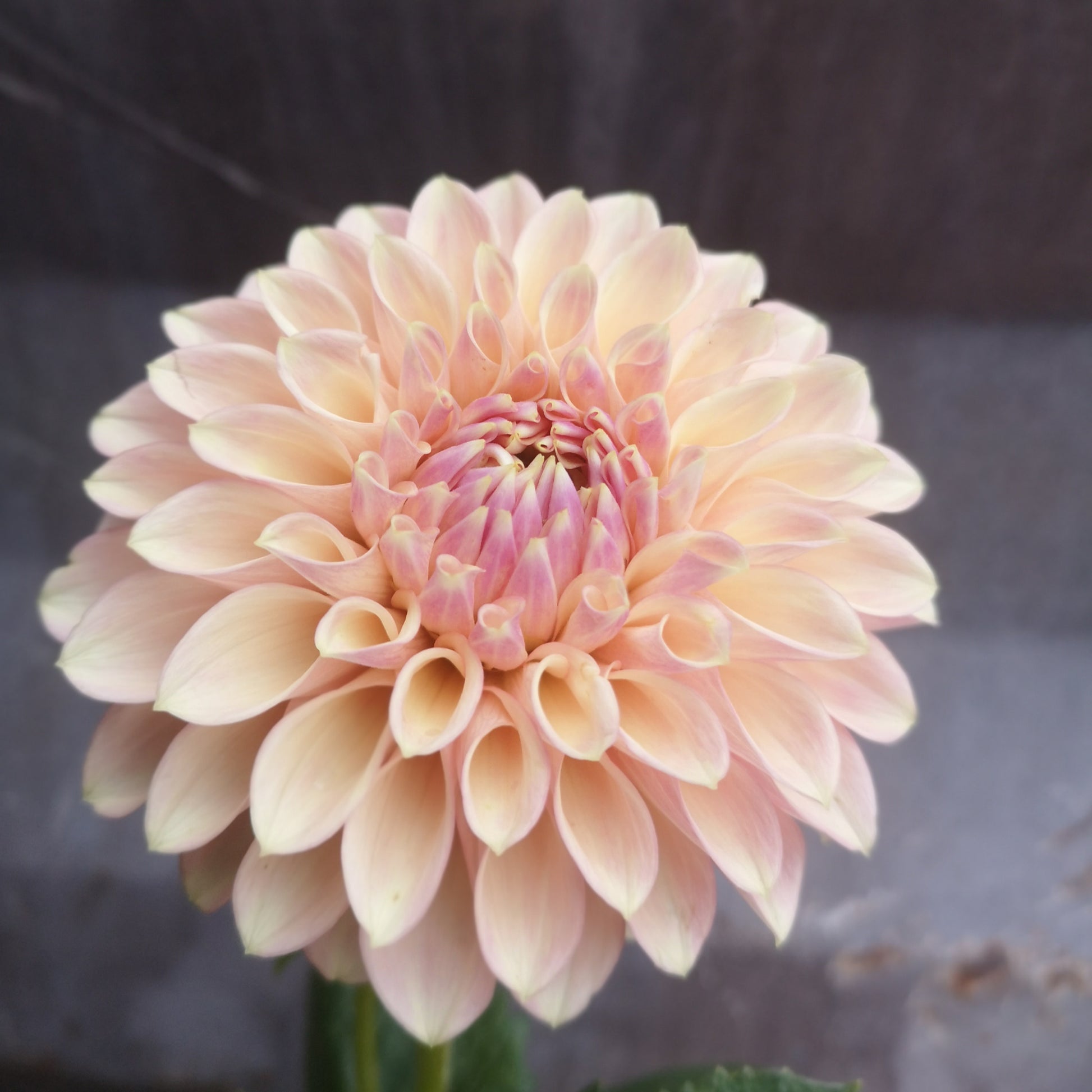 Dahlia Plant - Boundary Sophie image 1
