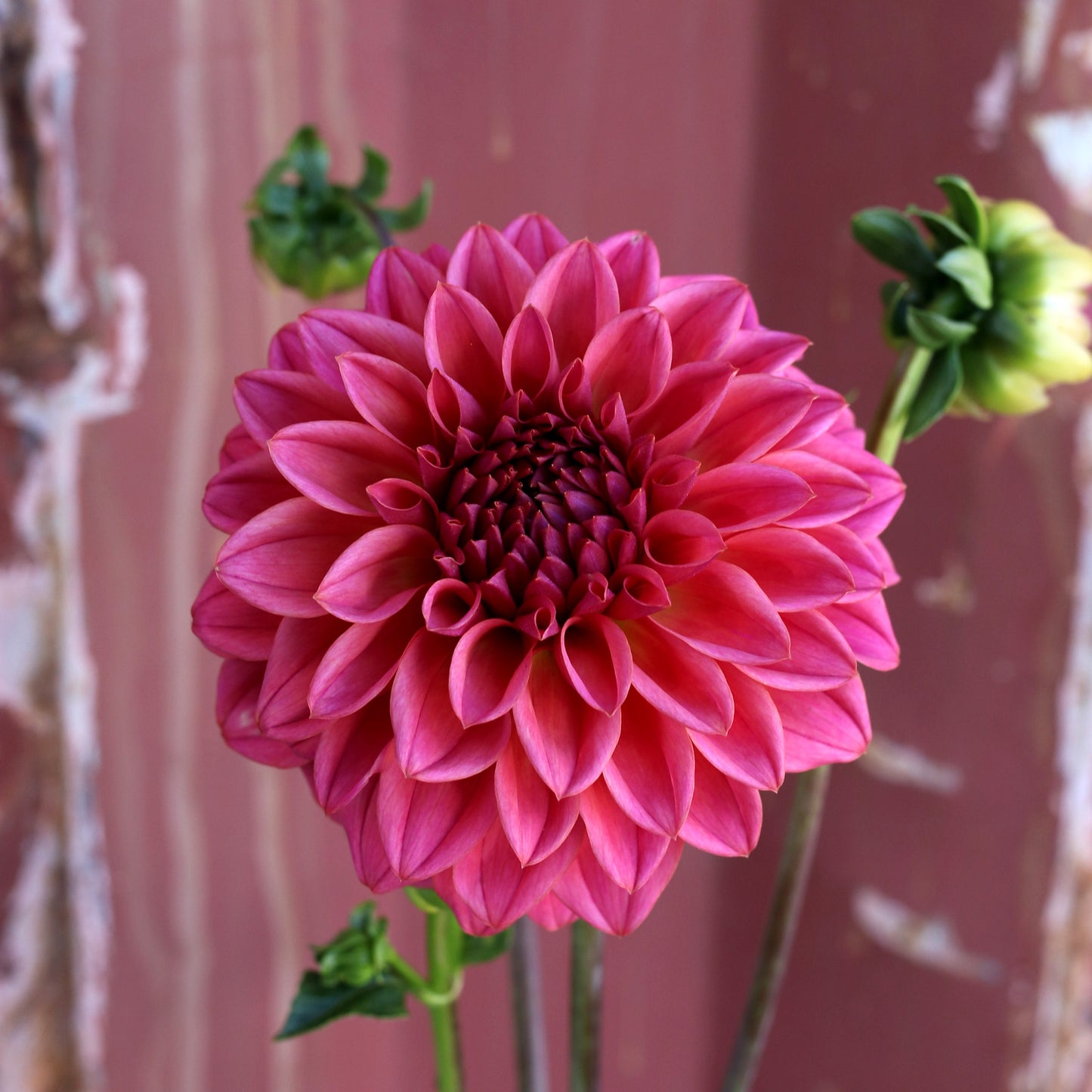 Dahlia Tuber - Formby Quest image 0