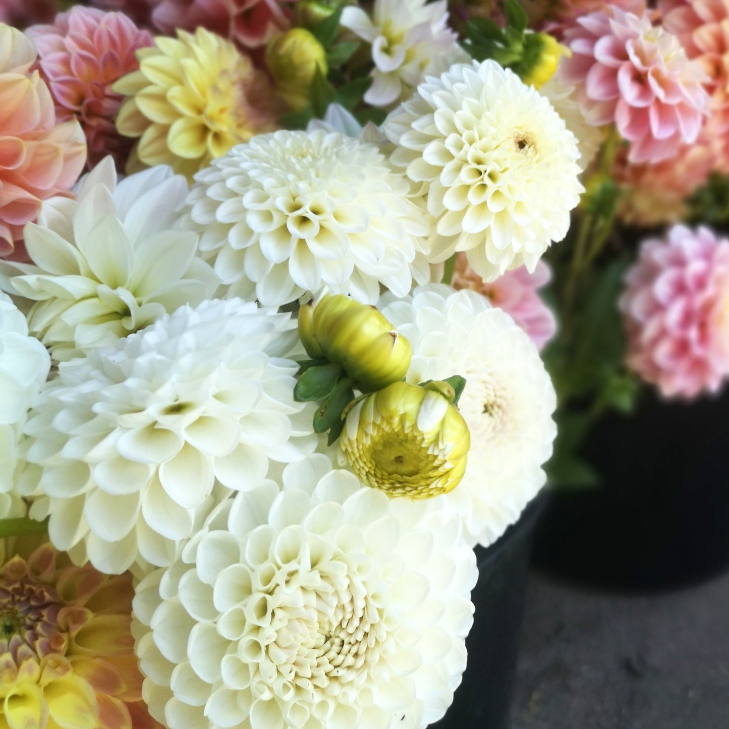 Dahlia Tuber - L'Ancresse image 1