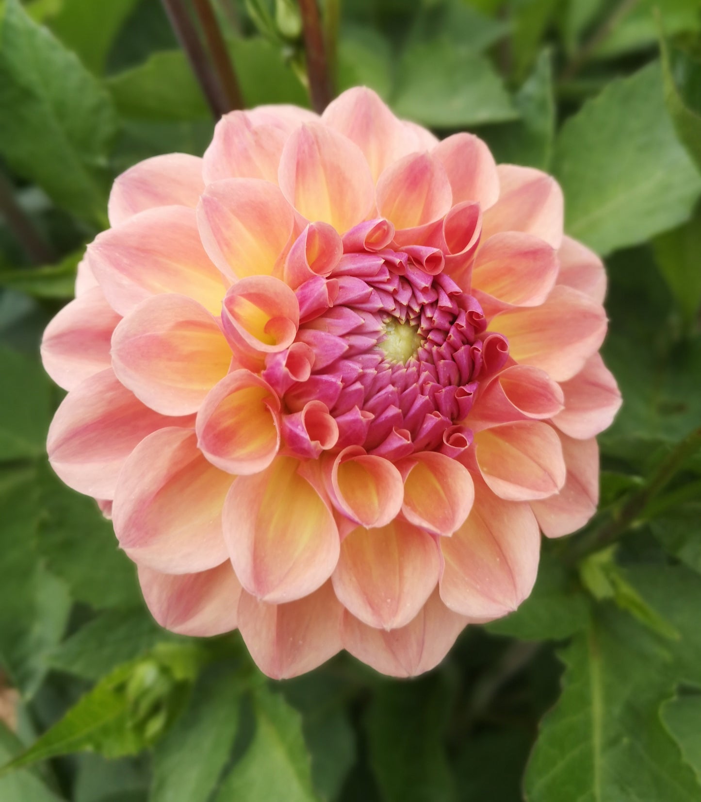 Dahlia Tuber - Breannon image 2