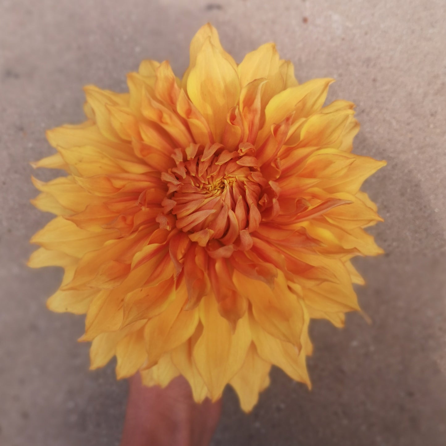 Dahlia Tuber - Hamari Gold - LIMIT OF 1 PER HOUSEHOLD image 1