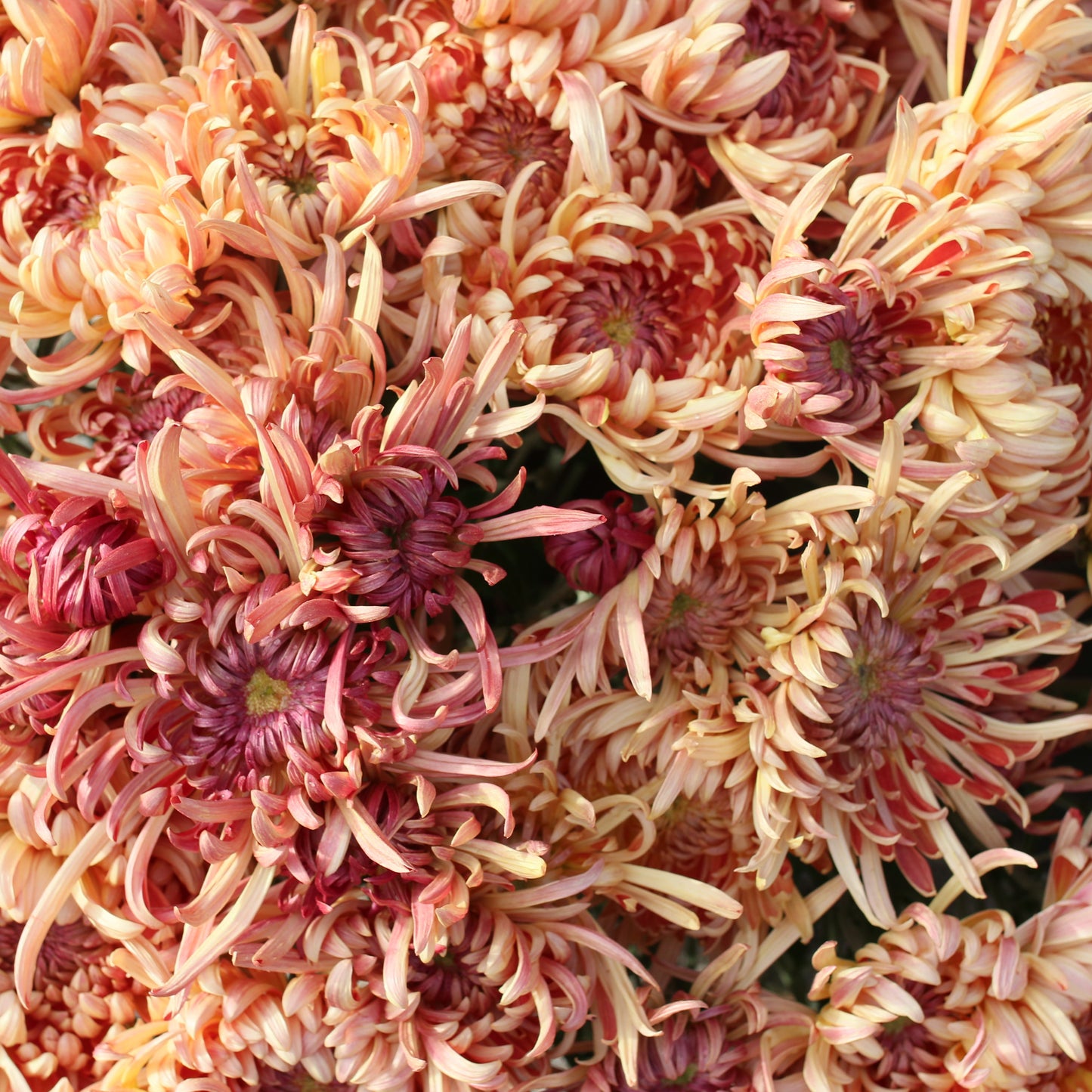 Chrysanthemum Plant - Kokka Gensyu image 1