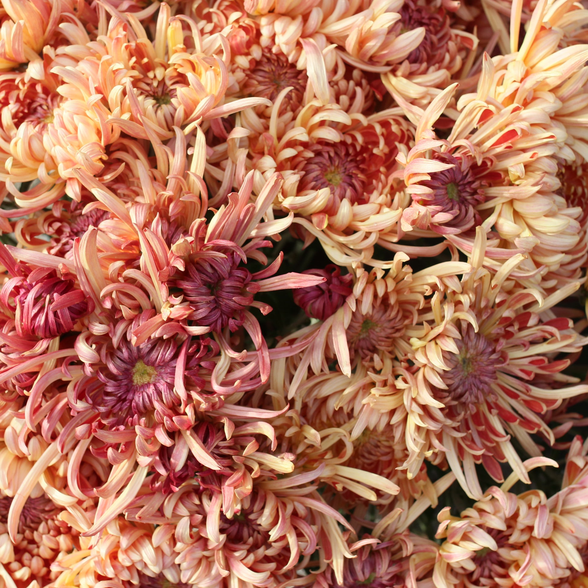 Chrysanthemum Plant - Kokka Gensyu image 1