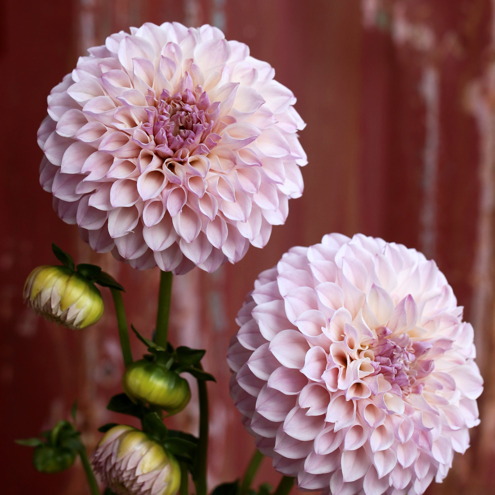 Dahlia Tuber - Glenmarc Divine image 0