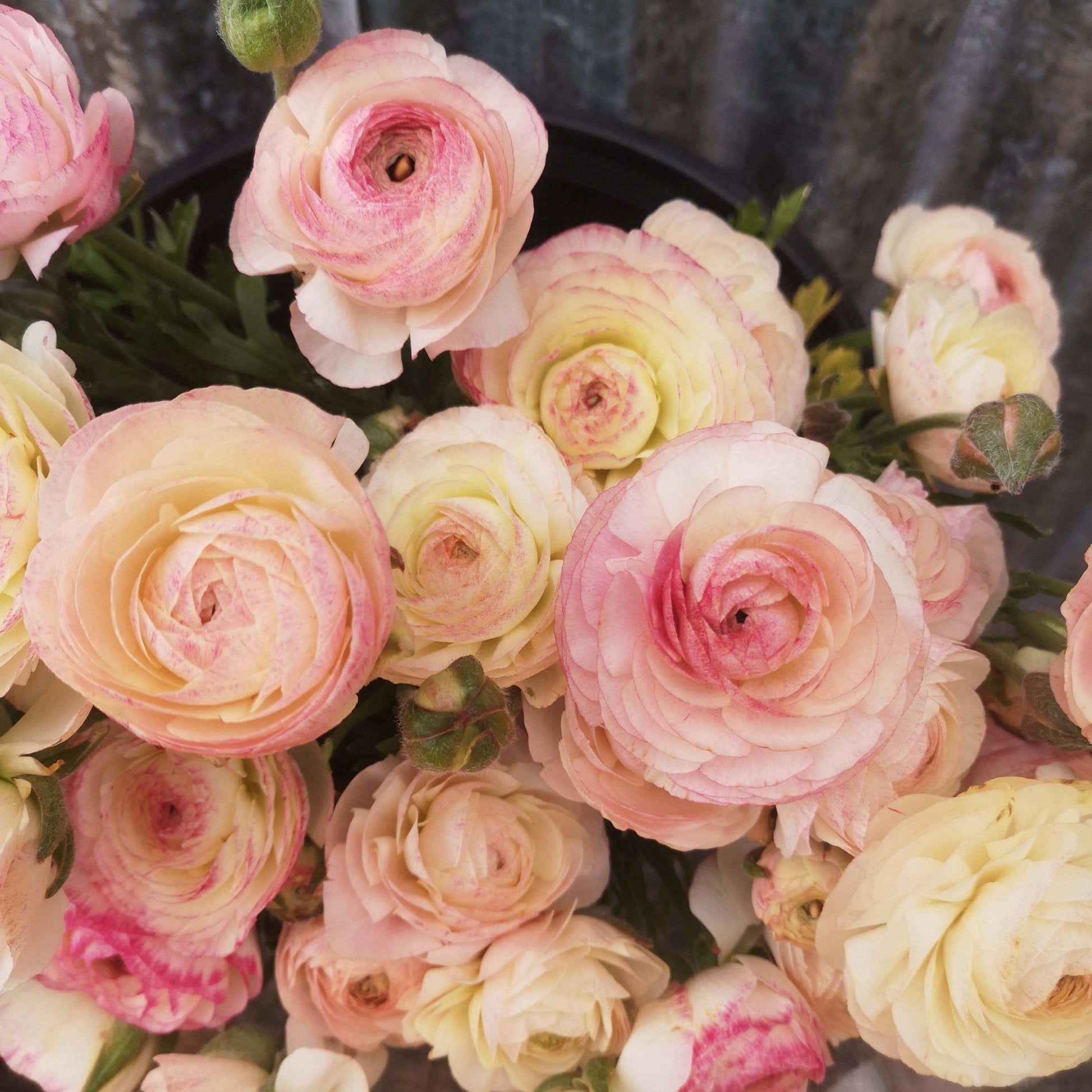 Italian Ranunculus Corms - Bianco Sfumato (LIMIT of 2 packs per customer) image 1