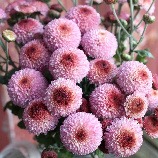 Chrysanthemum Plant - Falls Lovely image 0