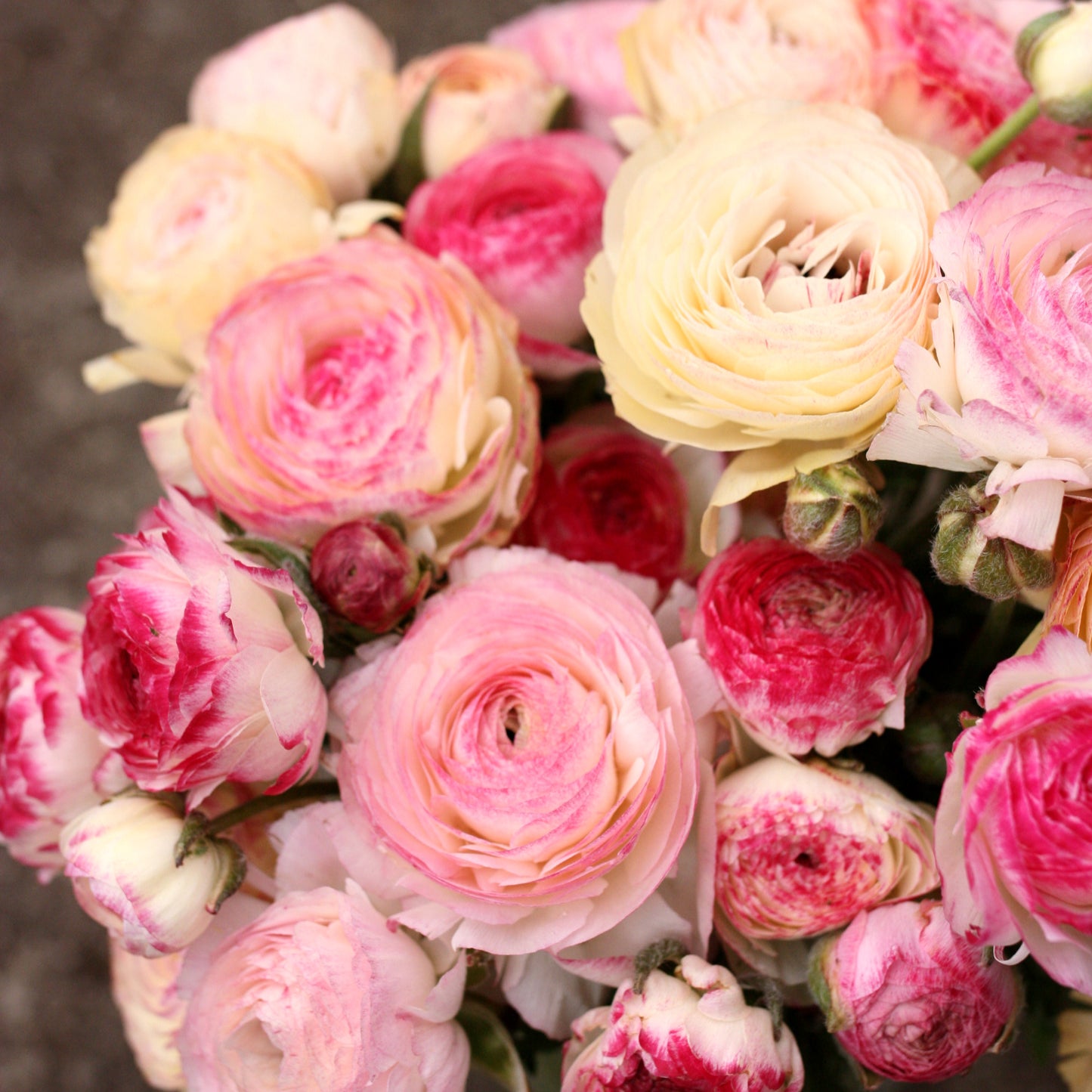 Italian Ranunculus Corms - Bianco Sfumato (LIMIT of 2 packs per customer) image 2