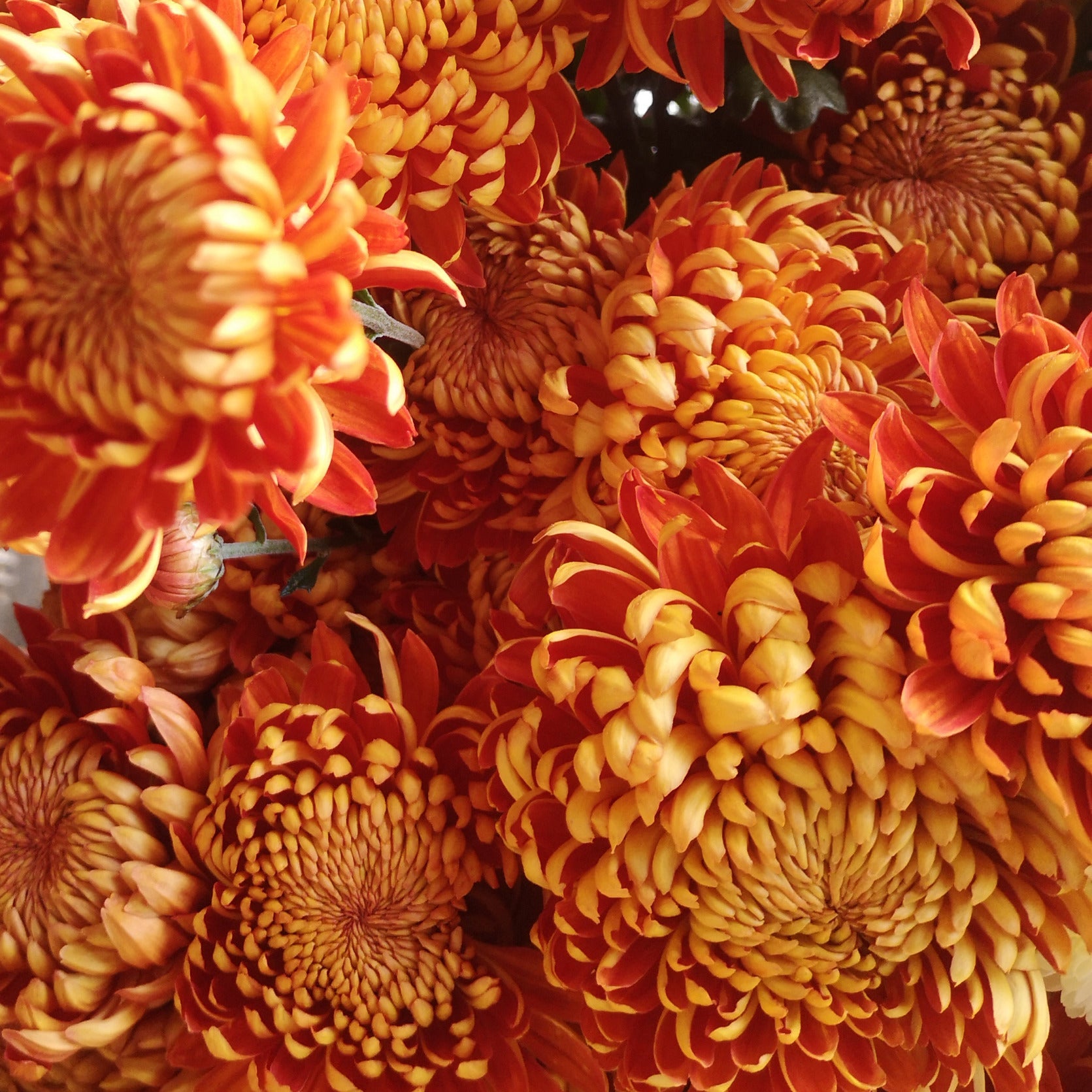 Chrysanthemum Plant - Heather James image 1