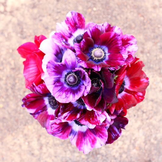 Italian Anemone Corms - Tigre Wine image 0