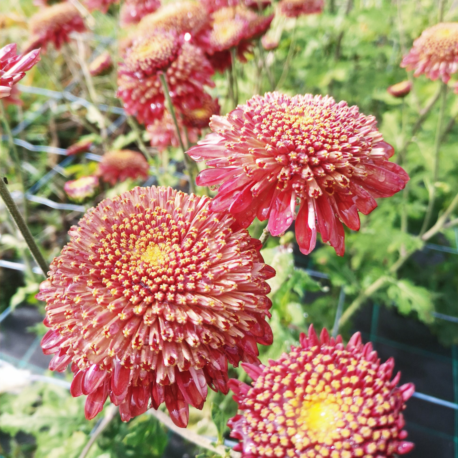 Chrysanthemum Plant - Seaton's Rosie image 2