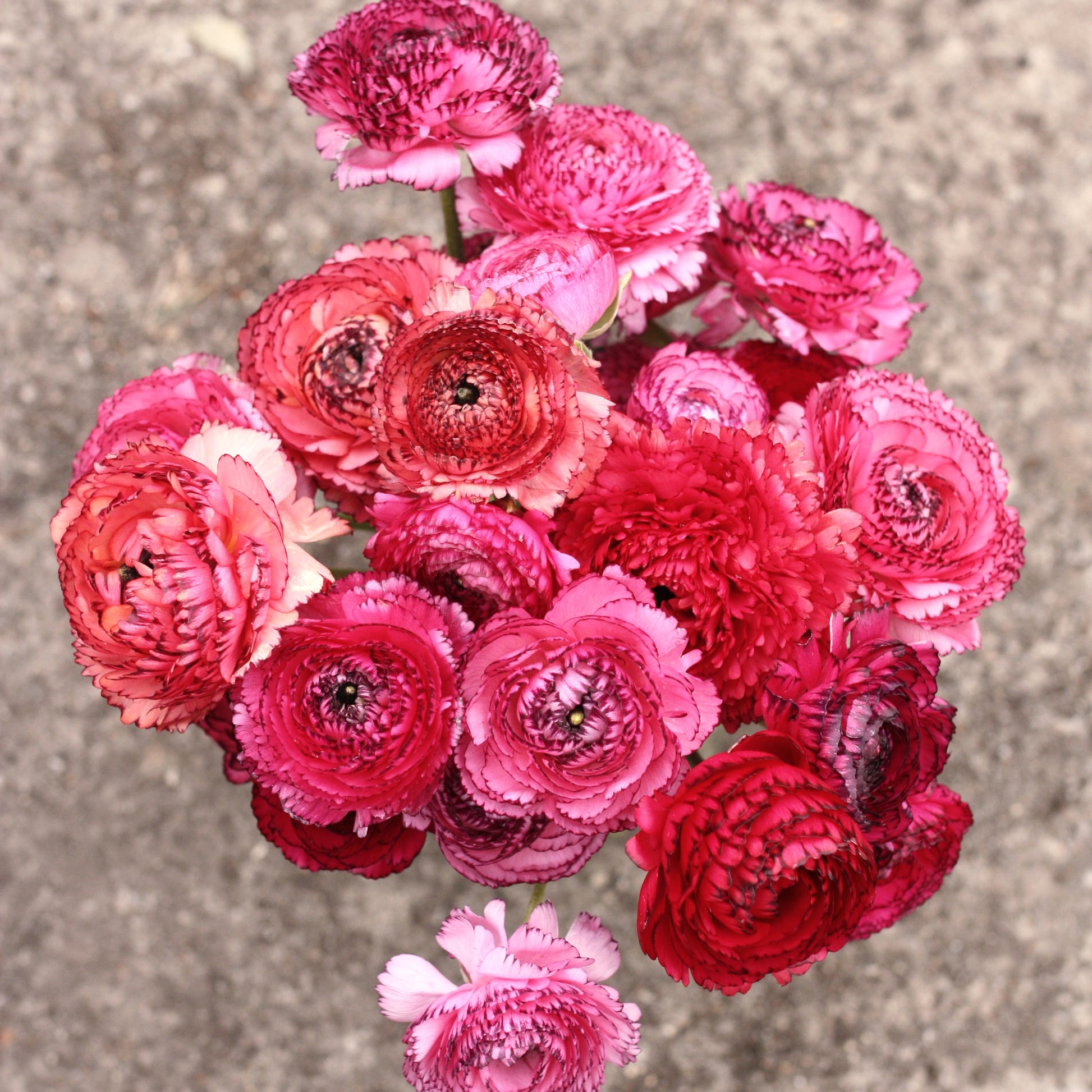 Italian Ranunculus Corms - Rosa Striato (LIMIT of 2 packs per customer) image 0