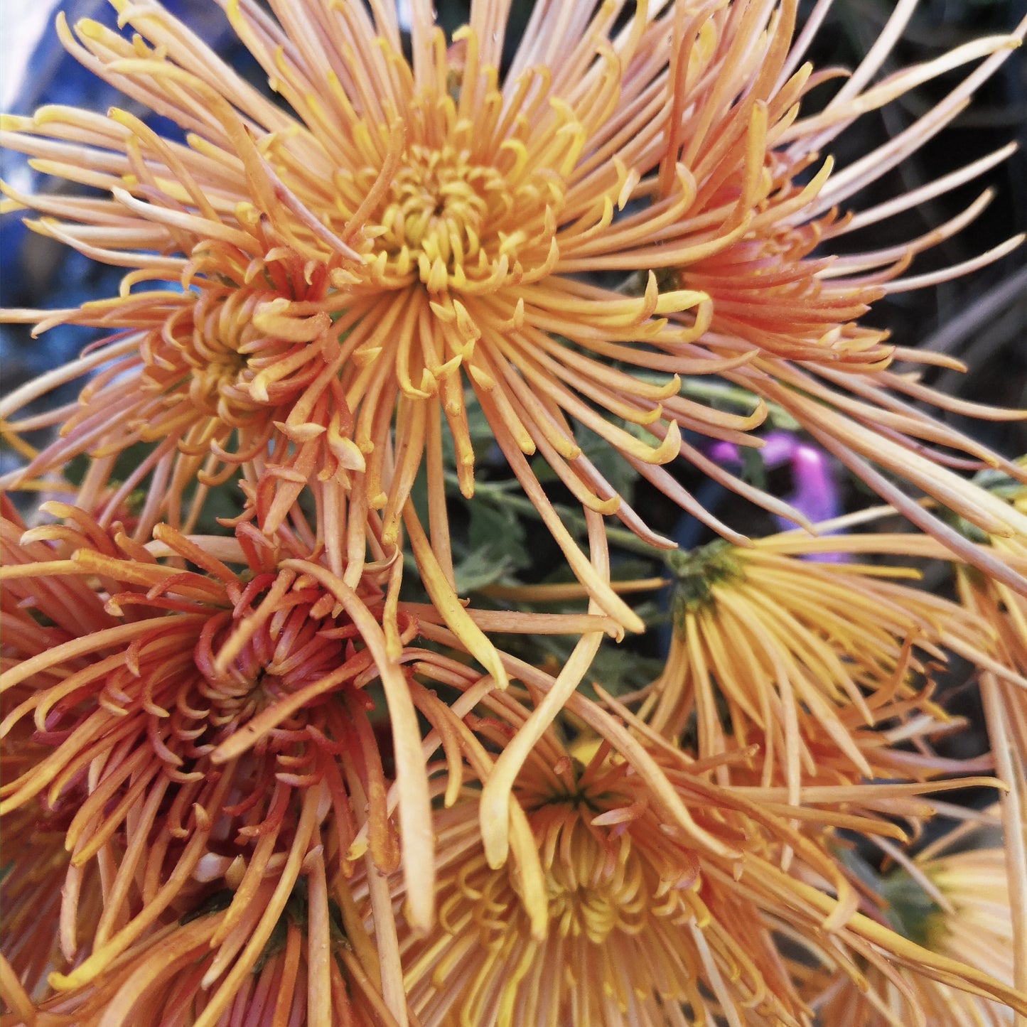 Chrysanthemum Plant - Wind Dancer image 0