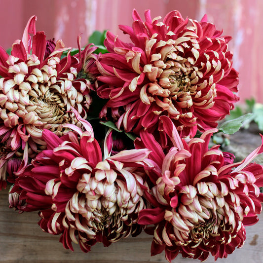 Chrysanthemum Plant - Patricia image 0