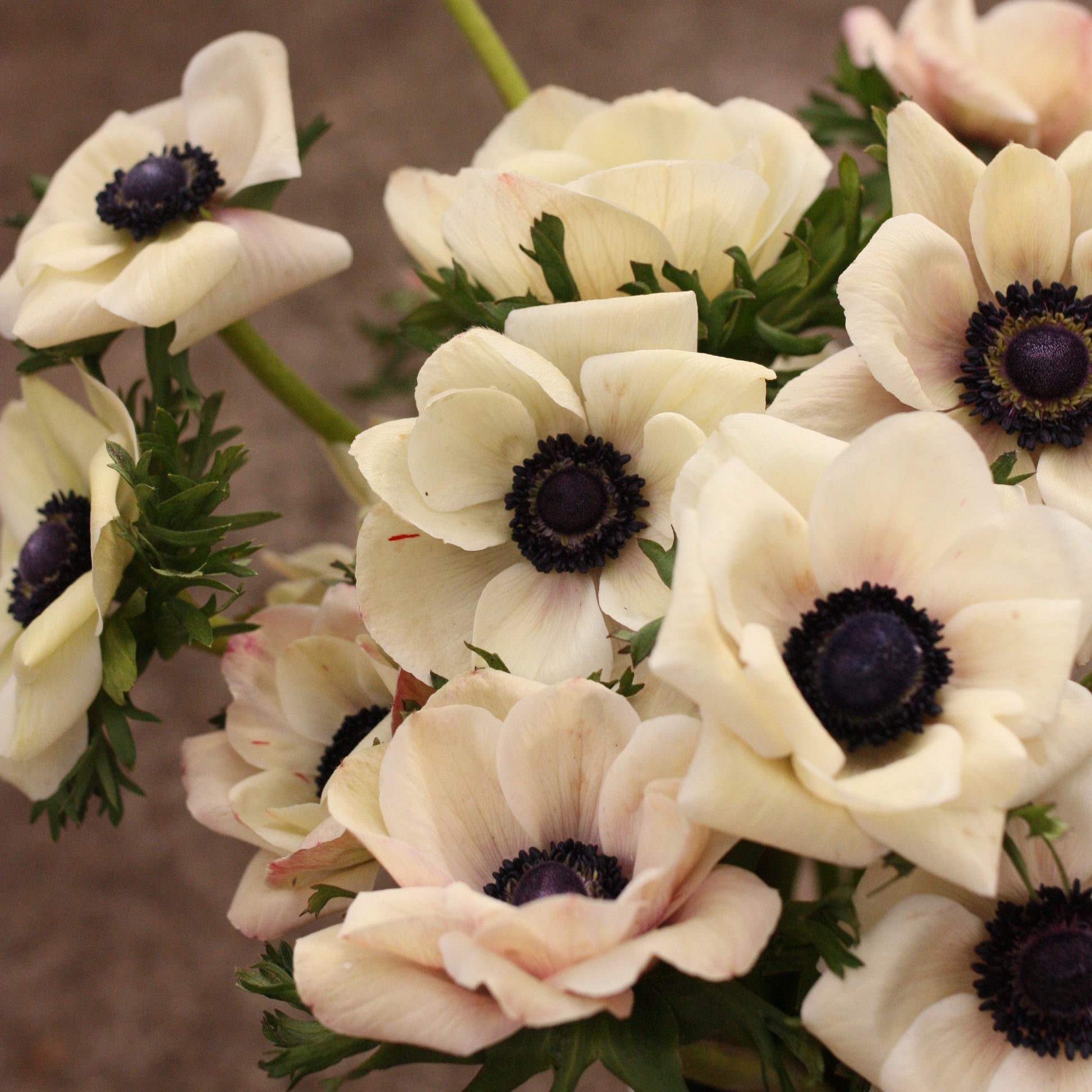 Italian Anemone Corms - Bianco Centro Nero image 1