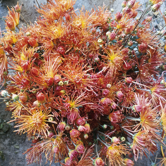 Chrysanthemum Plant - Stoakes Cinnamon image 0
