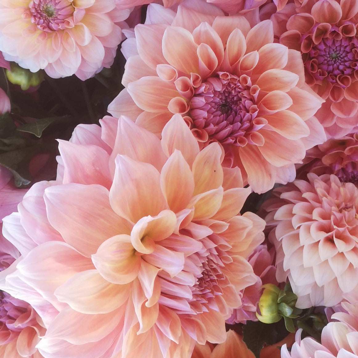 Dahlia Tuber - West Coast image 2