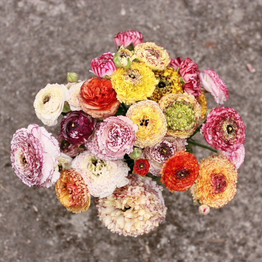Italian Ranunculus Corms - Pastello Striato image 0