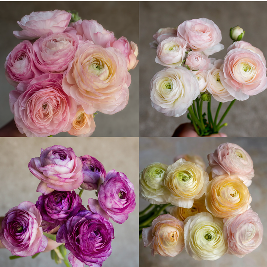 French & Italian Ranunculus Seedling Plugs - Collection - 10 Pack image 0