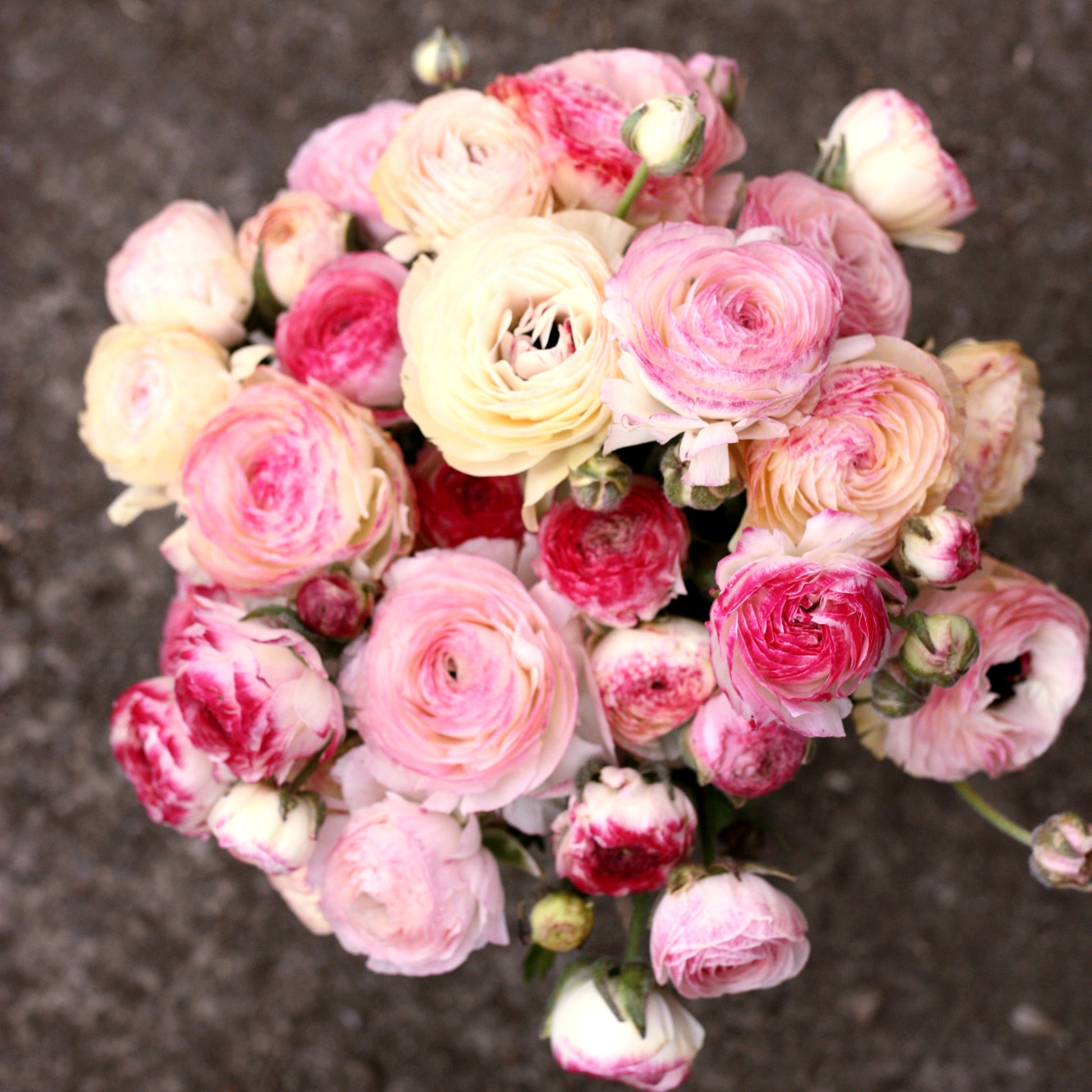 Italian Ranunculus Corms - Bianco Sfumato (LIMIT of 2 packs per customer) image 0