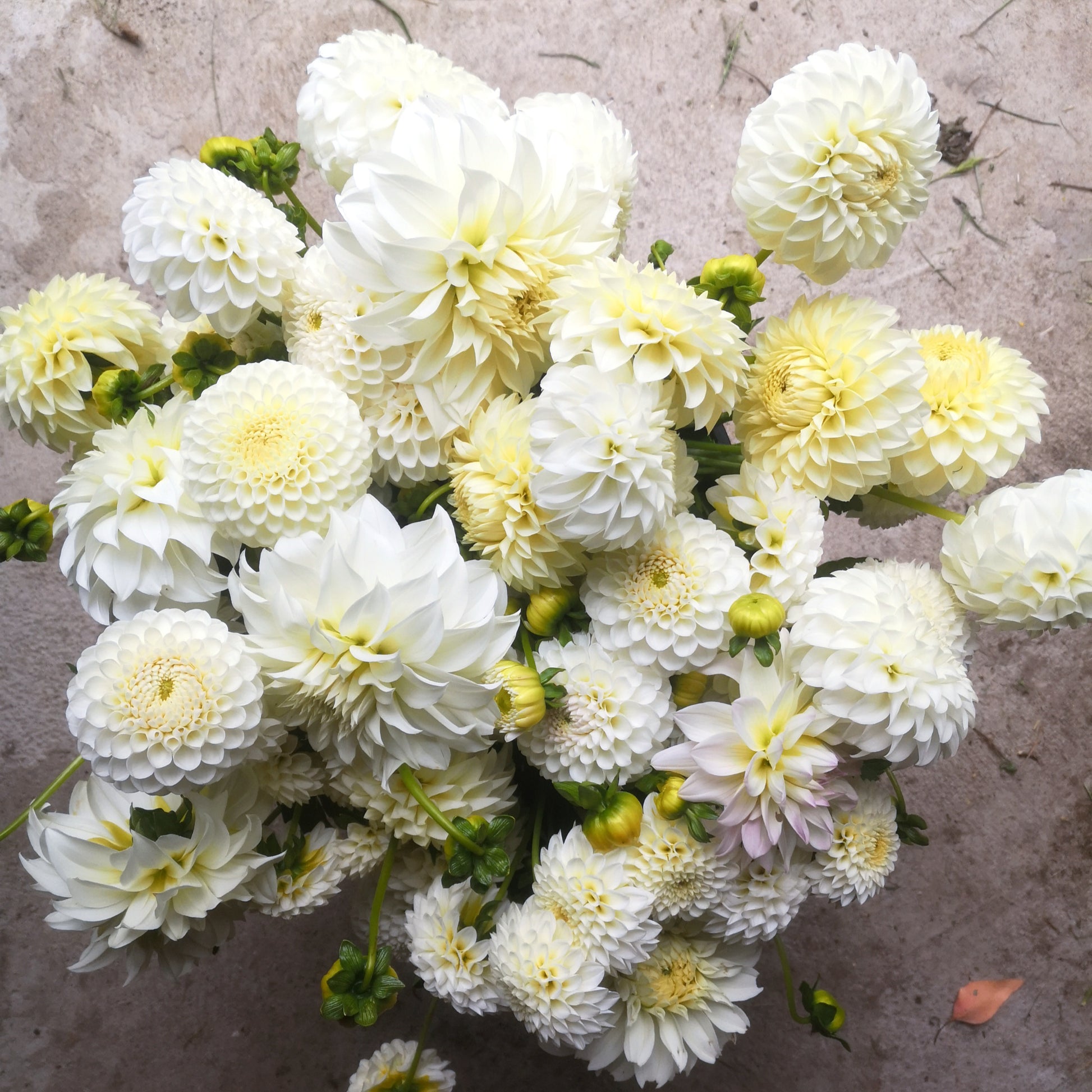 Dahlia Tuber - L'Ancresse image 2