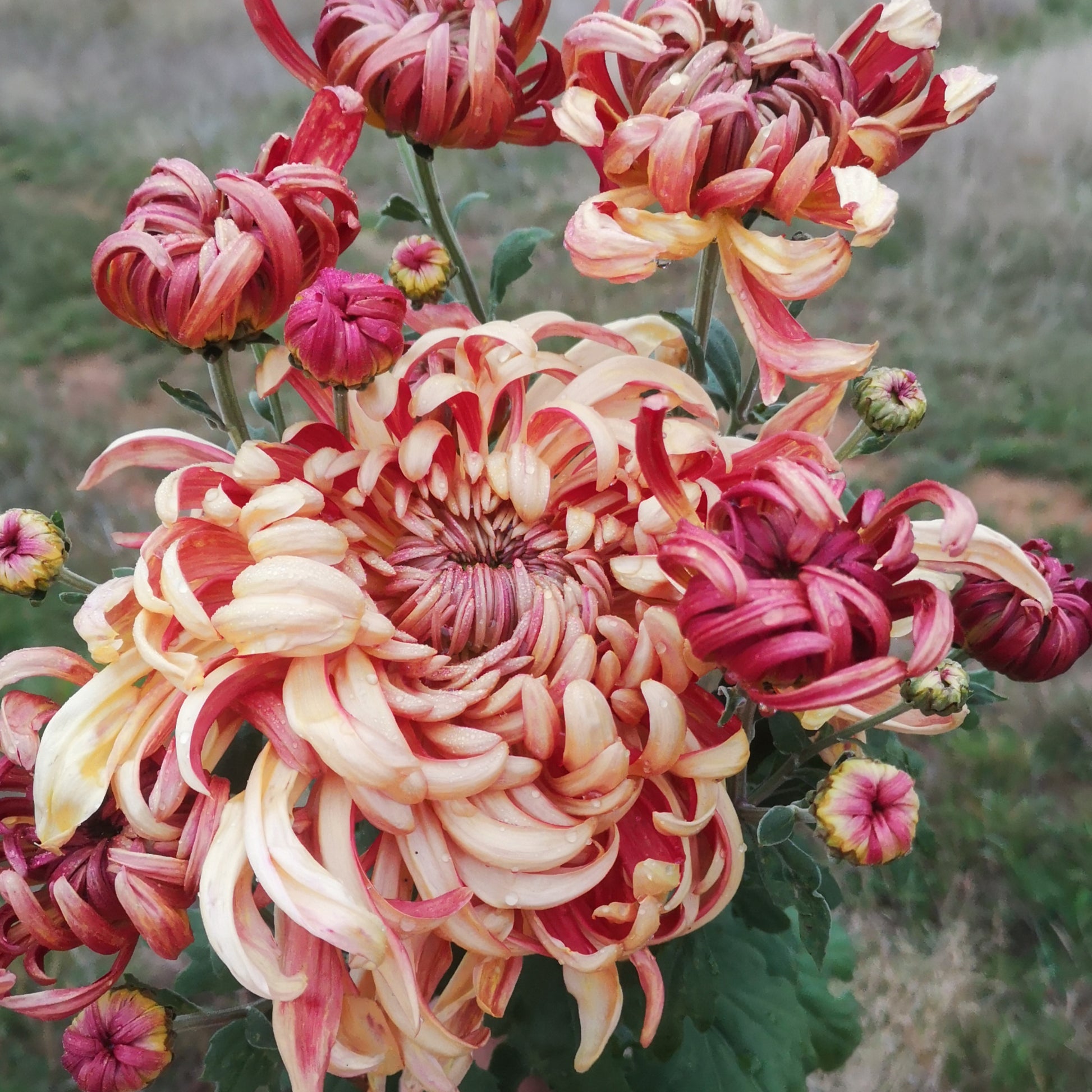 Chrysanthemum Plant - Kokka Ebino image 2
