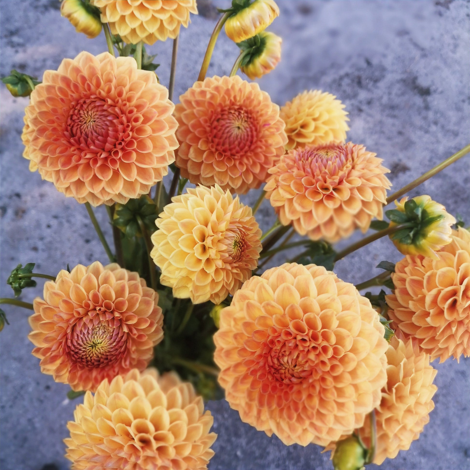 Dahlia Tuber - Formby Crest image 1