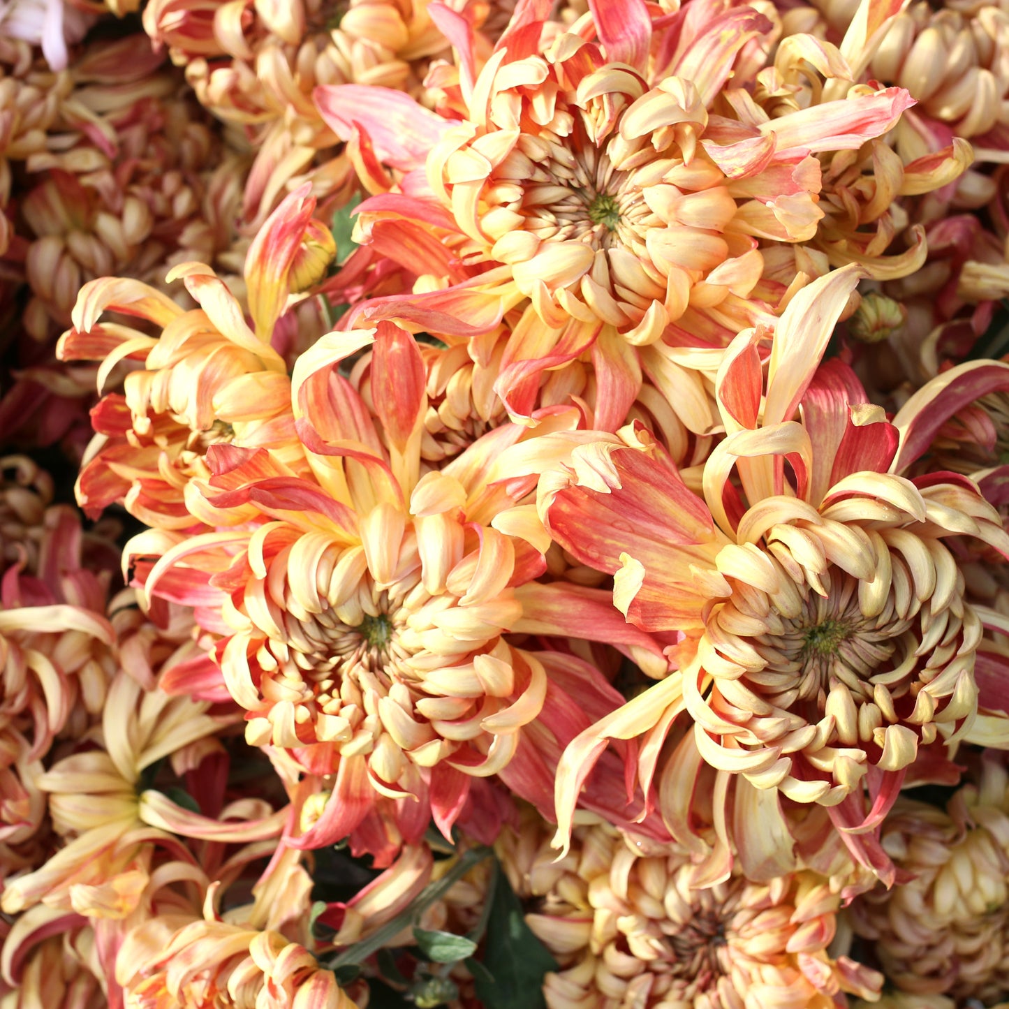 Chrysanthemum Plant - Kokka Ebino image 1