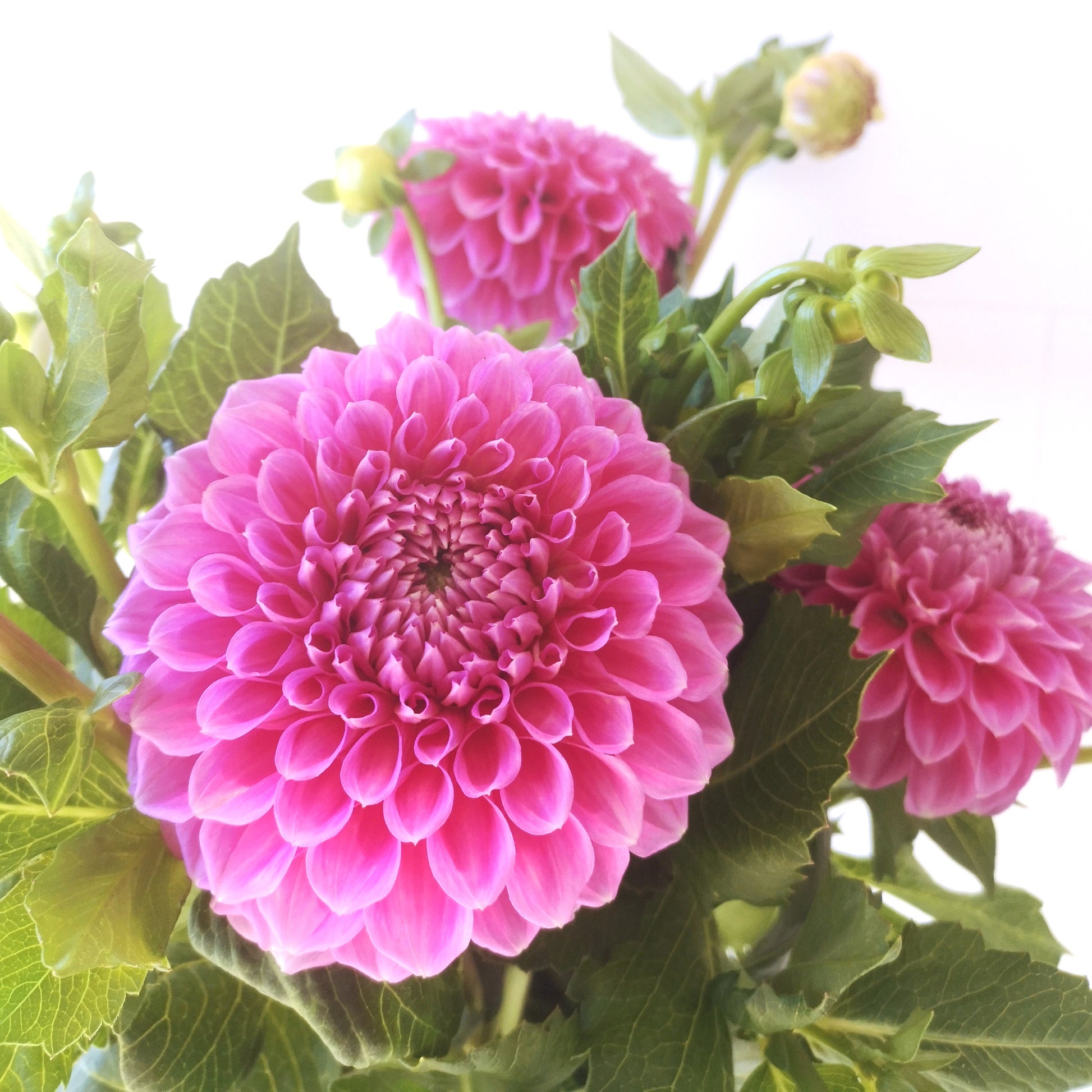 Dahlia Tuber - Devon Delta image 0